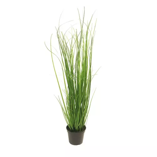 Payaa Arusha Grass in pot 60 cm (113545)