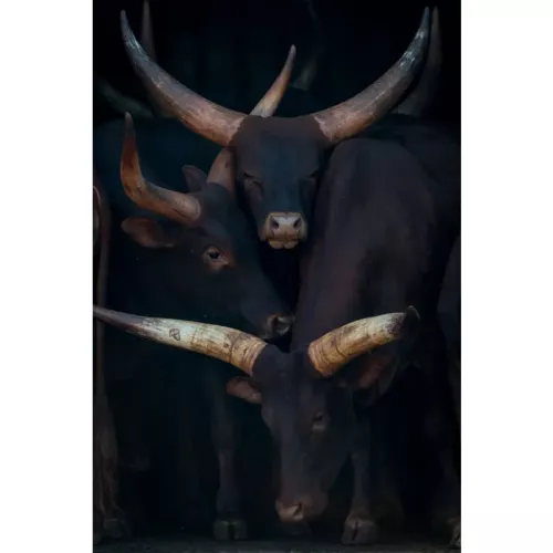 Payaa Watusi family portrait 180x120x2cm (114112)