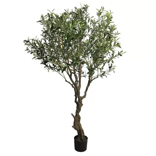 Payaa Olive Tree Nancy In Pot 200x80x60cm (110532)