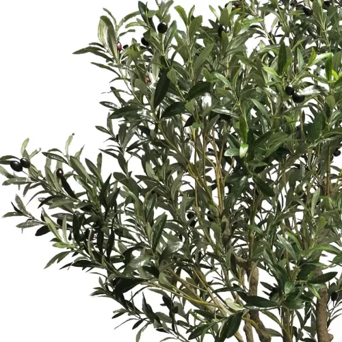 Payaa Olive Tree Nancy In Pot 200x80x60cm (110532)