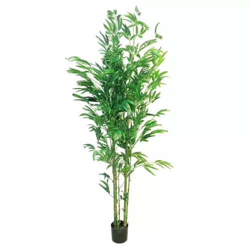 Payaa Bambusa Vulgaris 150x60x40cm (110526)