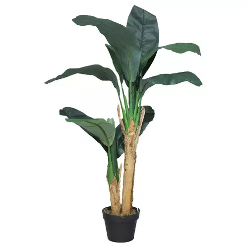 Payaa Banana Tree In Pot 120x60x50cm (110521)